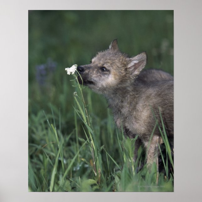 Wolf Puppy Sniffing Mountain Wildblume Poster (Vorne)