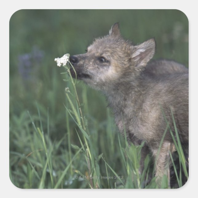 Wolf Puppy Sniffing Mountain Wildblume Quadratischer Aufkleber (Vorderseite)