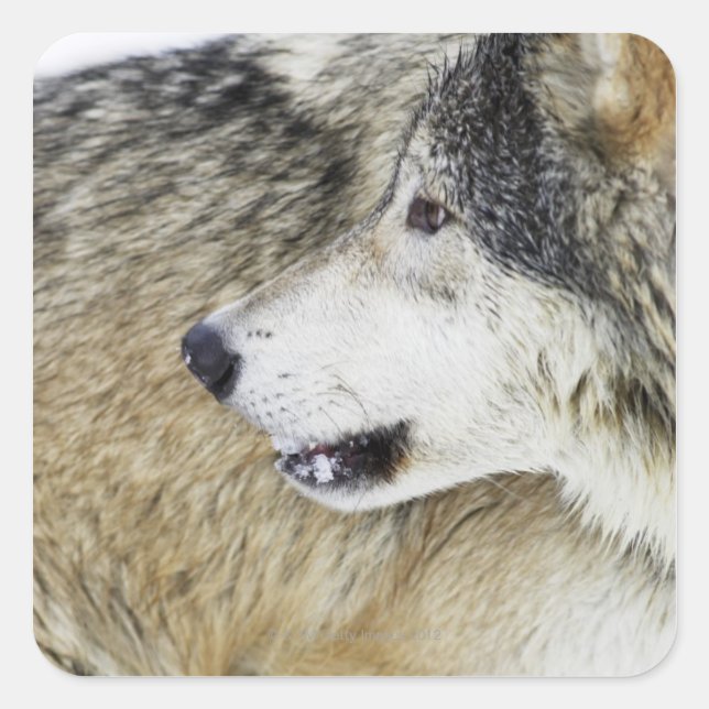 Wolf Quadratischer Aufkleber (Vorderseite)