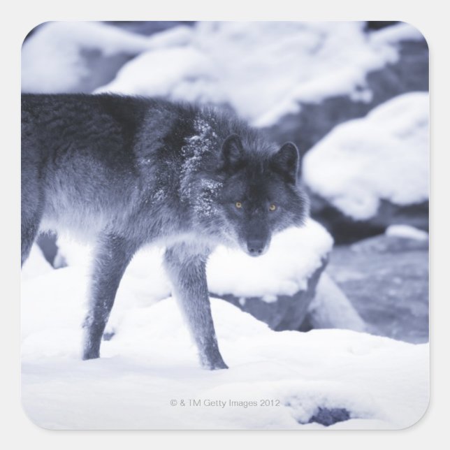 Wolf Quadratischer Aufkleber (Vorderseite)