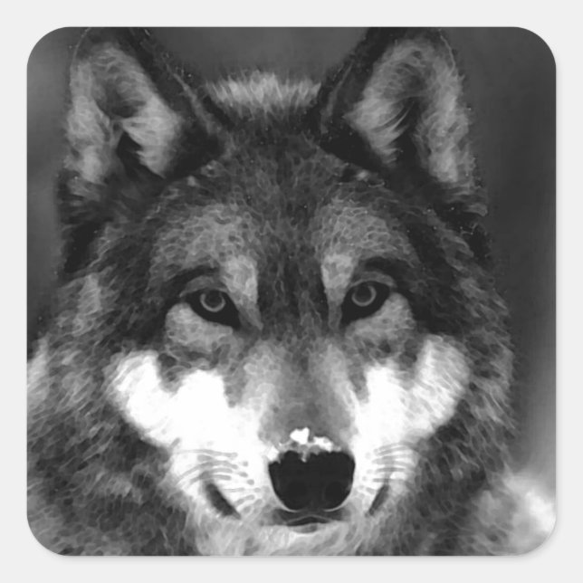 Wolf Quadratischer Aufkleber (Vorderseite)