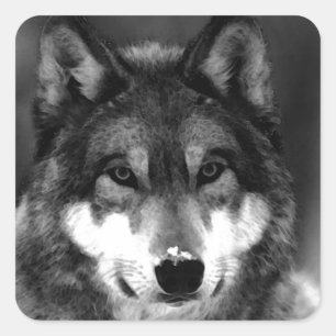 Wolf Quadratischer Aufkleber