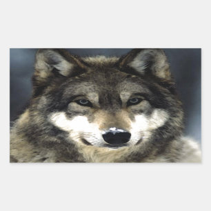 Wolf Rechteckiger Aufkleber