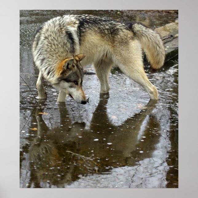Wolf Reflection Poster (Vorne)