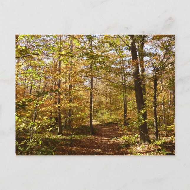 Wolf Rocks Trail im Herbst Pennsylvania Landschaft Postkarte (Vorderseite)