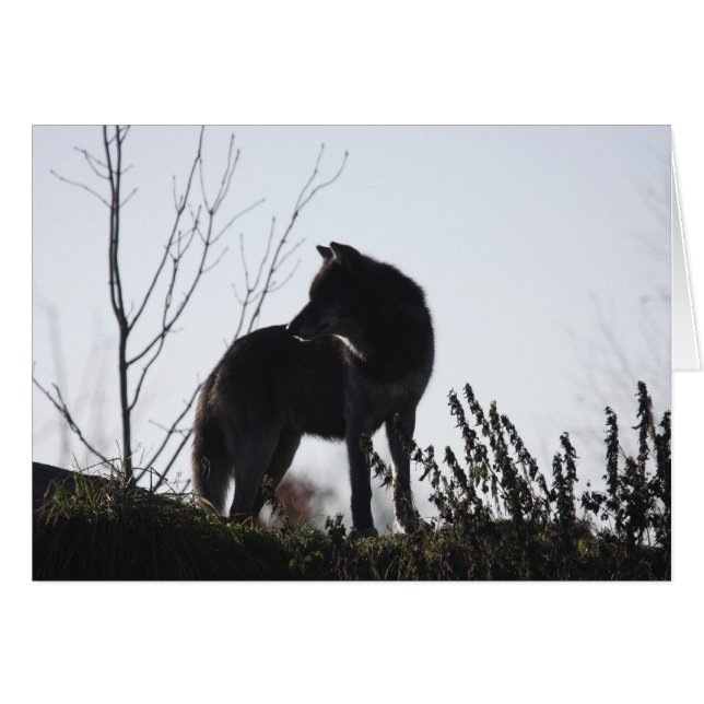 Wolf-Silhouette (Vorderseite (Horizontal))