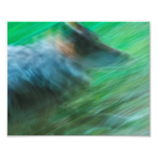 Wolf Speed 10" x 8", Kodak Pro Photo Paper (Satin) Fotodruck