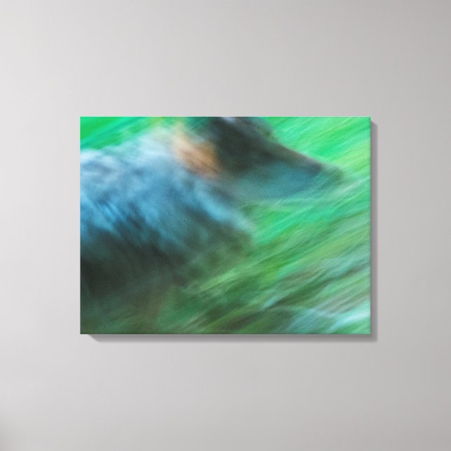 Wolf Speed 24" x 18", 1,5", Single Leinwanddruck (Vorderseite)