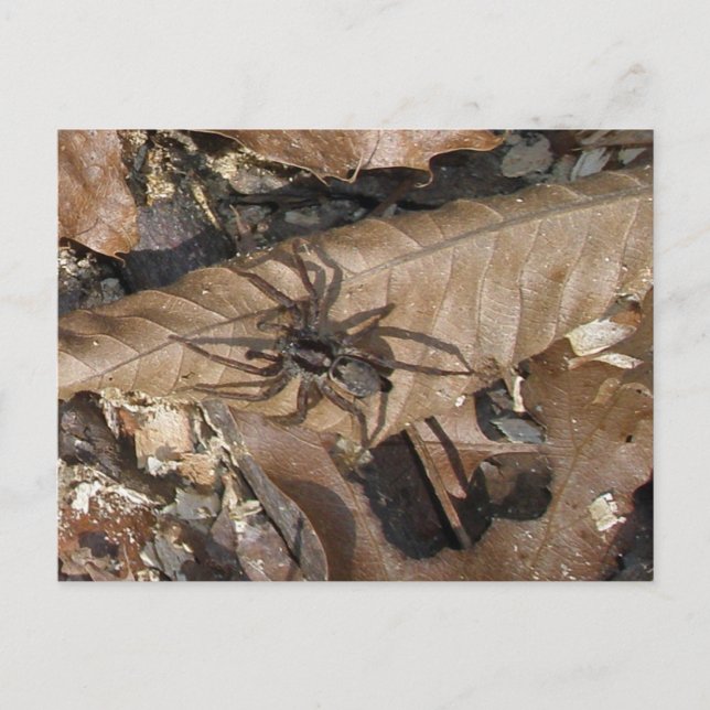 Wolf Spider (Gladicosa gulosa) Postkarte (Vorderseite)