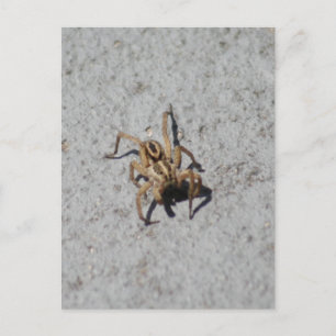 Wolf Spider Postcard Postkarte