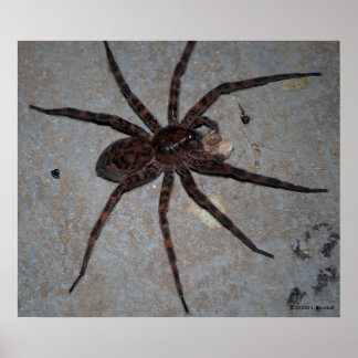 Wolf Spider Poster