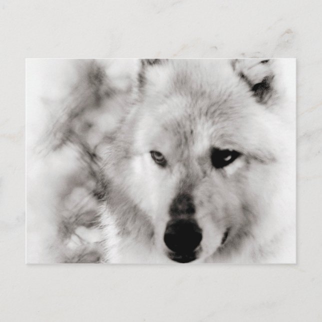 Wolf Spirit Postkarte (Vorderseite)