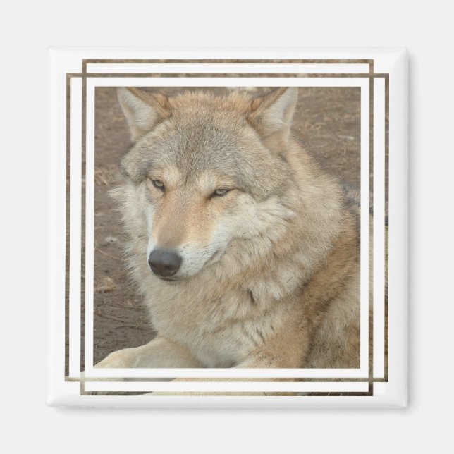 Wolf Square Magnet (Vorne)
