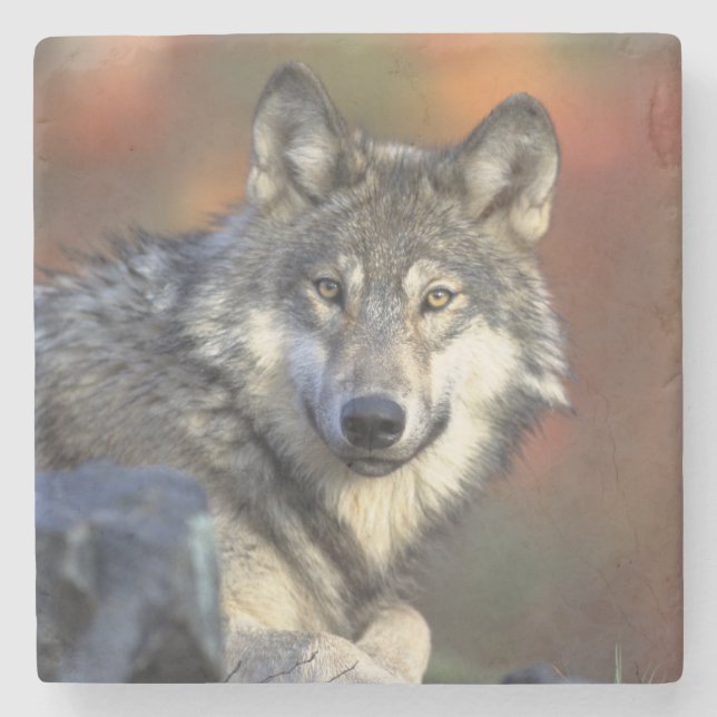 Wolf Stone Untersetzer (Vorderseite)
