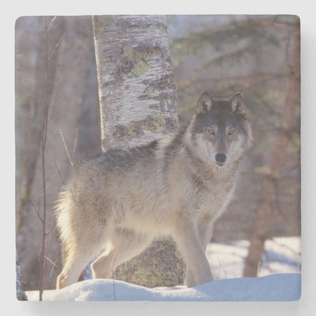 Wolf Stone Untersetzer (Vorderseite)