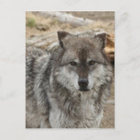 Wolf Tier Gesicht Augen Hundewald Zoo Park