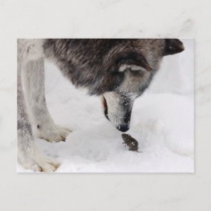 Wolf trifft Maus Postkarte