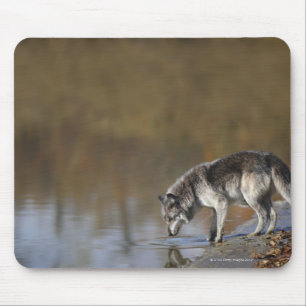 Wolf-Trinkwasser von einem Teich Mousepad