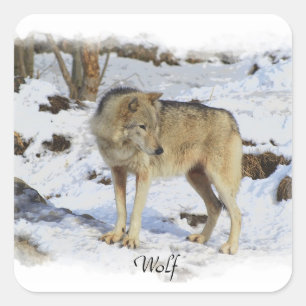 Wolf-u. Schnee Wolf-Liebhaber wildes Quadratischer Aufkleber