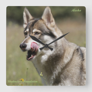 Wolf-Uhr Quadratische Wanduhr