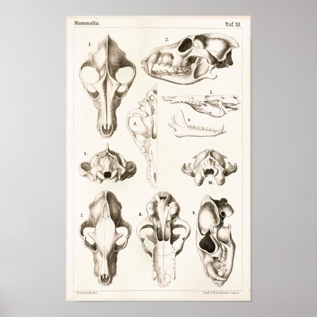 Wolf und Fox Skulls Veterinärmedizinische Anatomie Poster (Vorne)