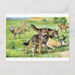 Wolf und Kojote Postkarte