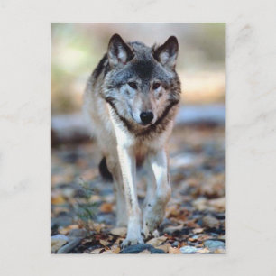 WOLF WALKING POSTKARTE