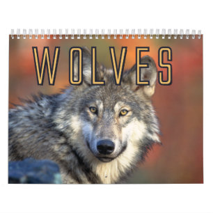 Wolf-Wandkalender Kalender