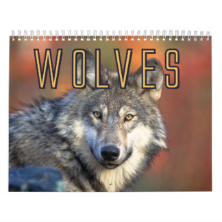 Wolf-Wandkalender Kalender