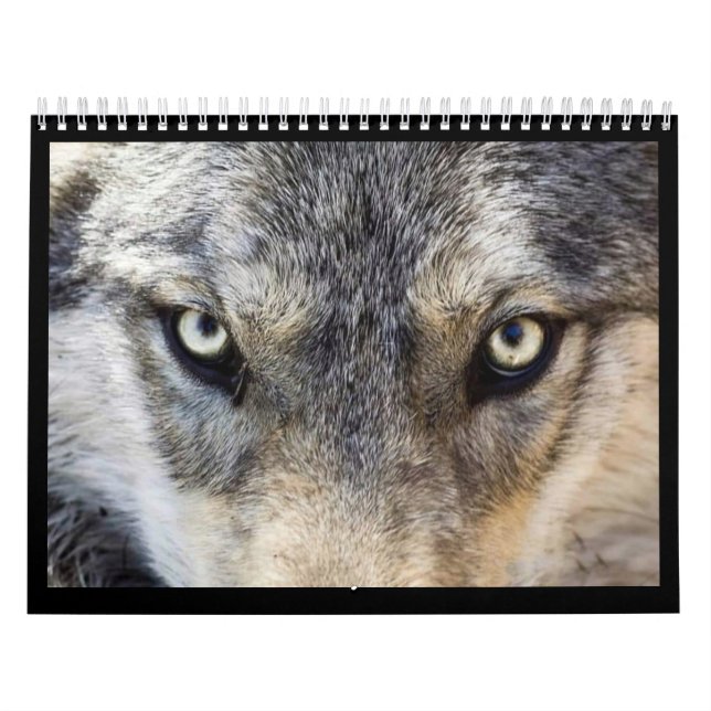 Wolf-Wandkalender Kalender (Titelbild)