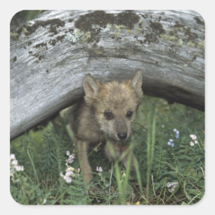 Wolf Welpe geht unter Protokoll Quadratischer Aufkleber