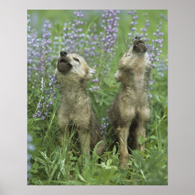 Wolf Welpen heulen auf Wiese Poster (Vorne)