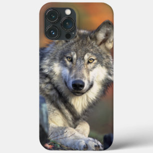 Wolf Wisdom iPhone / iPad Gehäuse Case-Mate iPhone Hülle