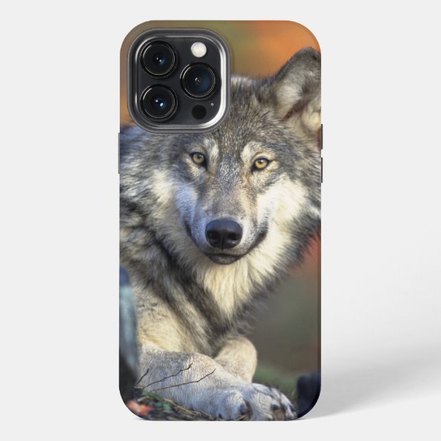 Wolf Wisdom iPhone / iPad Gehäuse Hülle (Rückseite)