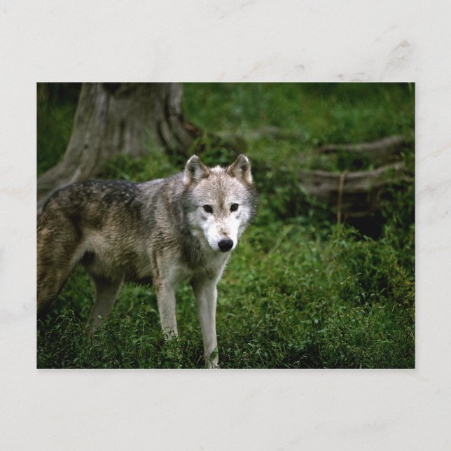 Wolf, Wolf Postkarte (Vorderseite)