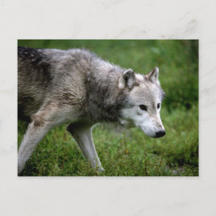 Wolf, Wolf Postkarte