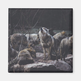 Wolf Wolf Wolf Magnet