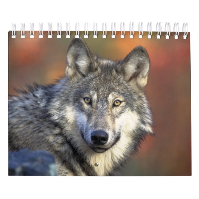 Wolf Wölfe in Naturfotografie Kalender (Titelbild)