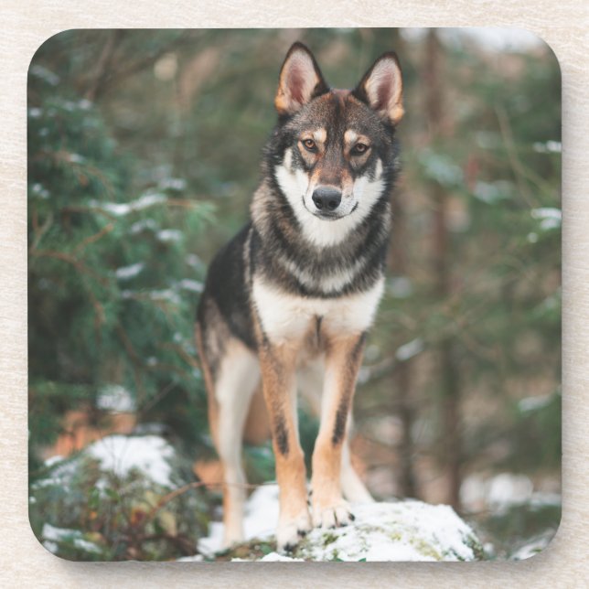 Wolfdog Getränke Coaster Getränkeuntersetzer (Vorderseite)