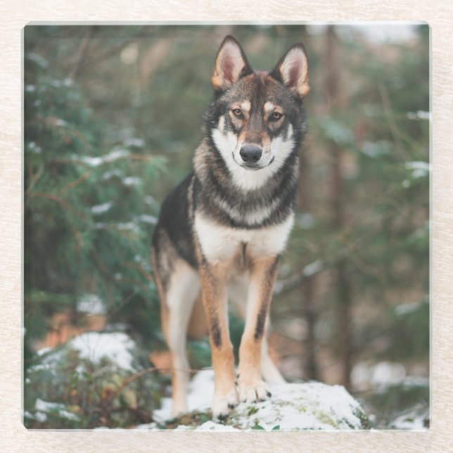 Wolfdog Glasuntersetzer (Vorderseite)