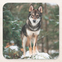 Wolfdog