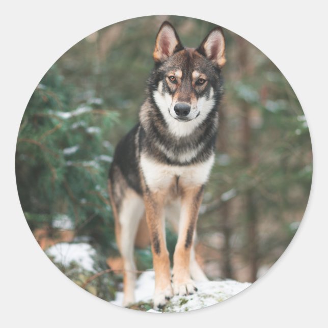 Wolfdog Runder Aufkleber (Vorderseite)