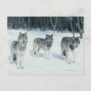 Wölfe am Rande des schneebedeckten Waldes Postkarte