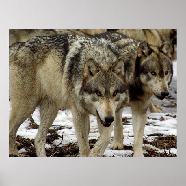 Wölfe auf dem Schüssel Poster (Vorne)