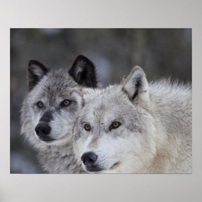 Wölfe (Canus lupus) | West Yellowstone Poster (Vorne)
