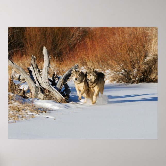 Wölfe, die im Schneeplakat laufen Poster (Vorne)