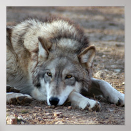 Wölfe, Graue Wolf Poster