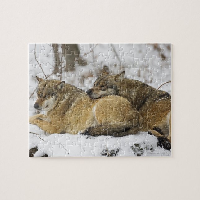 Wölfe im bayerischen Holz Puzzle (Horizontal)