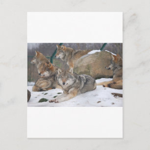 Wölfe Postkarte