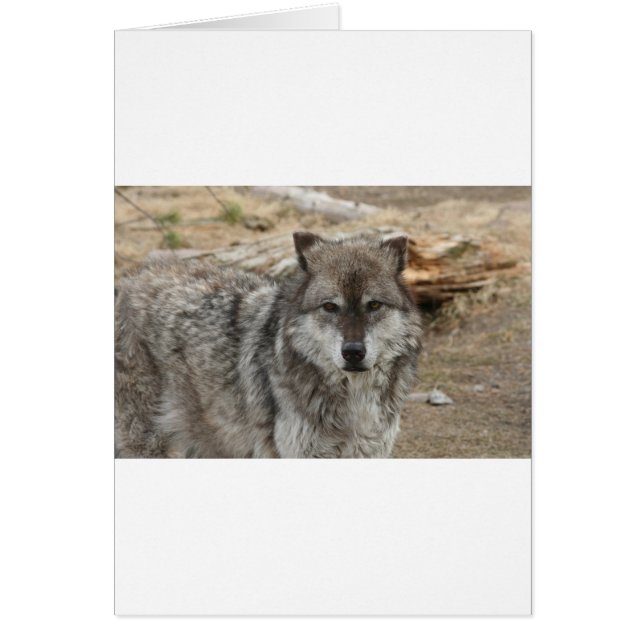 Wolfentiere sehen Blick Hundebau-Zoo-Park (Vorne)